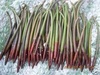 Red Mangrove Plants 6-12\" long X 10