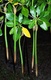 Red Mangrove Plants 6-12" long X 5