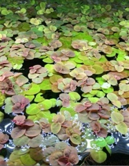 Red Root Floater Phyllanthus Fluitans X 5