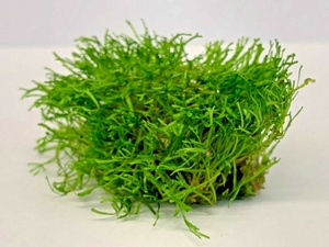 Riccia Fluitans Moss 5g Crystalwort