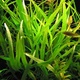 Hygrophila Salicifolia Narrow Leaf