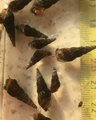 Tadpole Bladder Snails X 10 Aquarium Physella Acuta Tadpole Bladder Snails X 10 Aquarium Physella Acuta