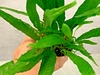 Microsorum Pteropus Minor Narrow Leaves Live Aquarium Plant