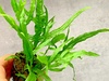 Microsorum Pteropus \'Trident\' Aquarium Plant