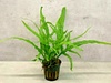 Microsorum Pteropus \'Trident\' Aquarium Plant