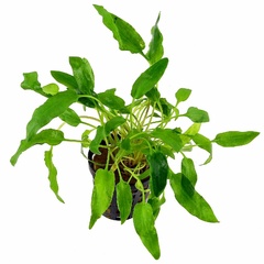 Cryptocoryne Walkeri 6 X 5cm Pots Cryptocoryne Walkeri 6 X 5cm Pots