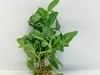 Fittonia Verschaffeltii Nerve Plant WHITE 6 X 5cm Pots