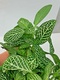 Fittonia Verschaffeltii Nerve Plant WHITE 6 X 5cm Pots