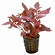 Alternanthera Cardinalis 6 X 5cm Pots Alternanthera Cardinalis 6 X 5cm Pots