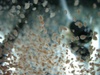Daphnia Live 2 X 100ml For 4 Weeks Weekly Subcription Daphnia Live 2 X 100ml For 4 Weeks Weekly Subcription