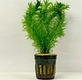 Elodea Densa 6 X 5cm Potted Plants Oxygenating Egeria Elodea Densa 6 X 5cm Potted Plants Oxygenating Egeria