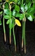 Red Mangrove Extra Large Seed Plant 15" Long X 1 Red Mangrove Extra Large Seed Plant 15" Long X 1