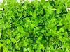 Micranthemum Monte Carlo A Net Pad Carpeting Live Micranthemum Monte Carlo A Net Pad Carpeting Live