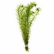 Egeria Najas Pondweed Narrow Leaf Anacharis Egeria Najas Pondweed Narrow Leaf Anacharis