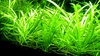 Sagittaria Subulata Potted Quality Dwarf Live Sagittaria Subulata Potted Quality Dwarf Live
