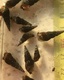 Tadpole Bladder Snails X 20 Physella Acuta Tadpole Bladder Snails X 20 Physella Acuta